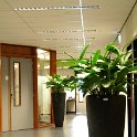 aghlonema_maria_fiberglas_partner_che