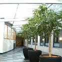 hibiscus_fiberglas_che